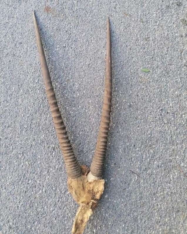 Gemsbok horns