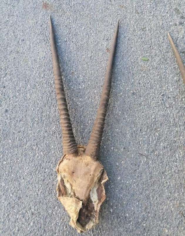 Gemsbok horns