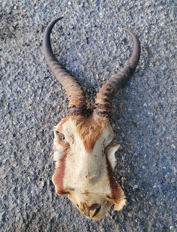 Springbok horns