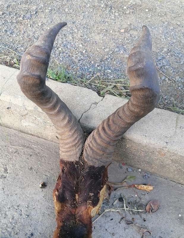 Blesbok horns