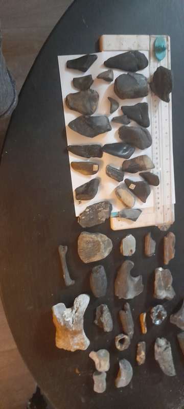 PREHISTORIC FOSSIL LOT