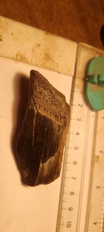 PREHISTORIC FOSSIL LOT