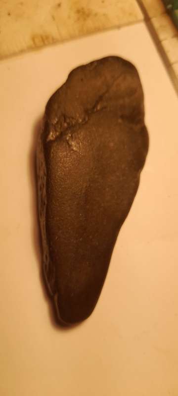 PREHISTORIC FOSSIL LOT