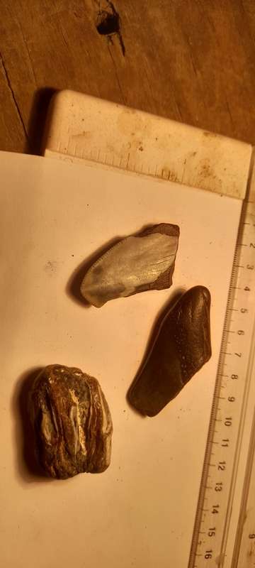 PREHISTORIC FOSSIL LOT