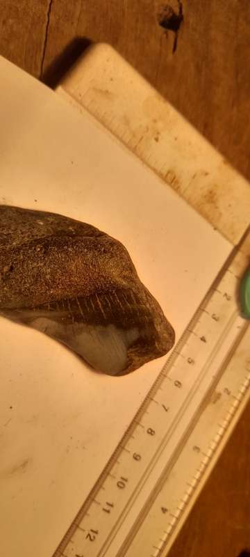 PREHISTORIC FOSSIL LOT