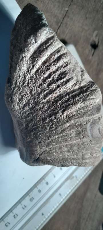 PREHISTORIC FOSSIL LOT