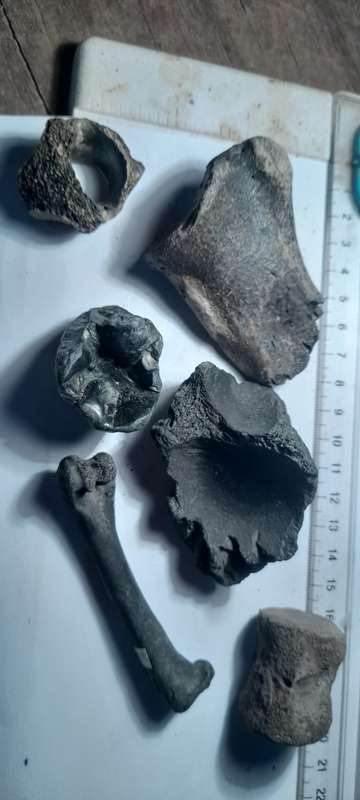 PREHISTORIC FOSSIL LOT