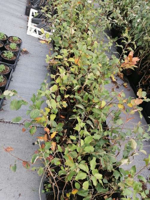 Apple trees