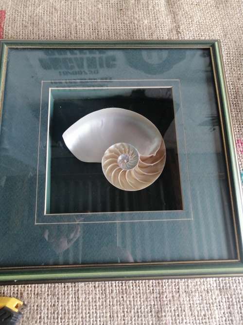 NAUTILIS SHELL framed box cross section