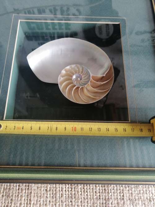 NAUTILIS SHELL framed box cross section