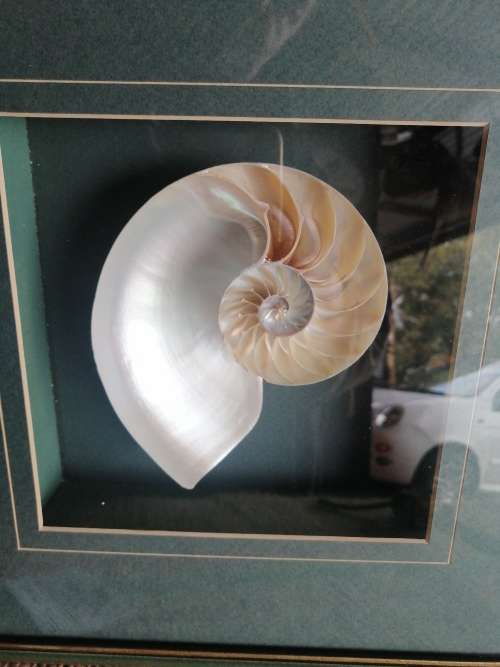 NAUTILIS SHELL framed box cross section