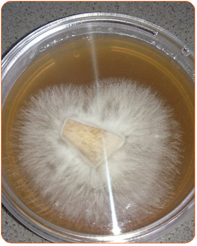 Mushroom Agar Culture- XMAS Specials R300