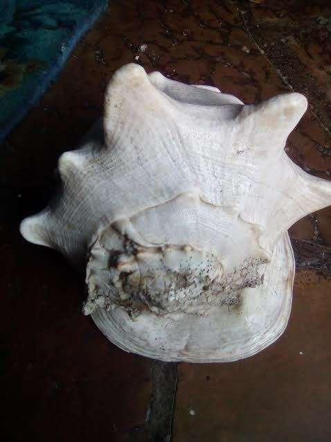 collectable sea shell horned helmut