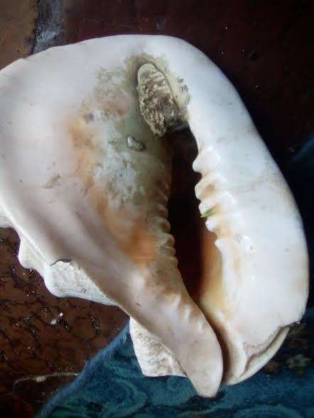 collectable sea shell horned helmut