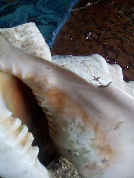 collectable sea shell horned helmut