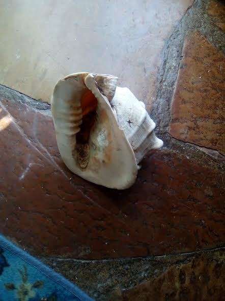 collectable sea shell horned helmut