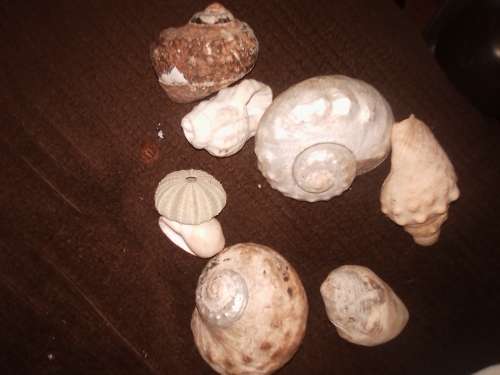 LOT SHELLS