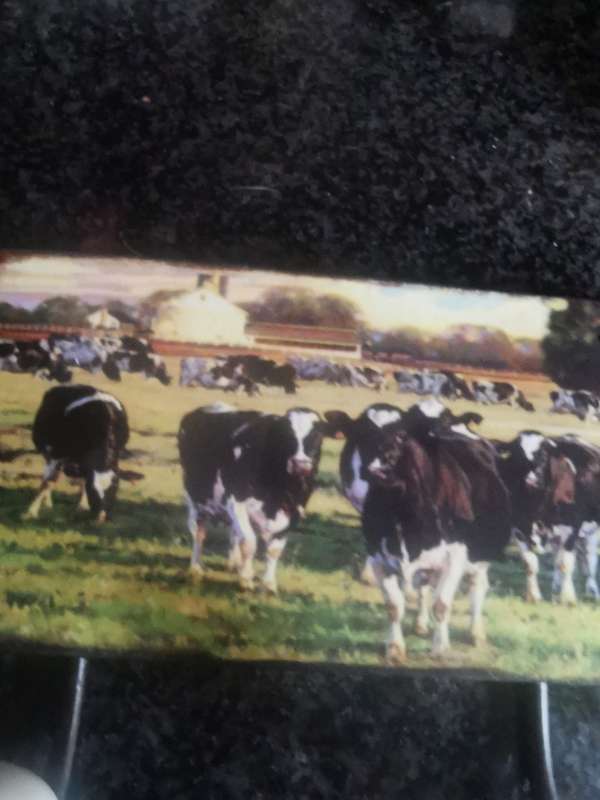 VINTAGE COW PRINT ON METAL TRAY