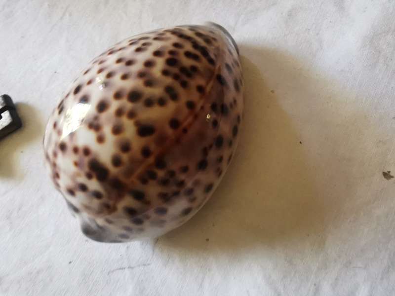 VINTAGE TIGER COWREY SHELL