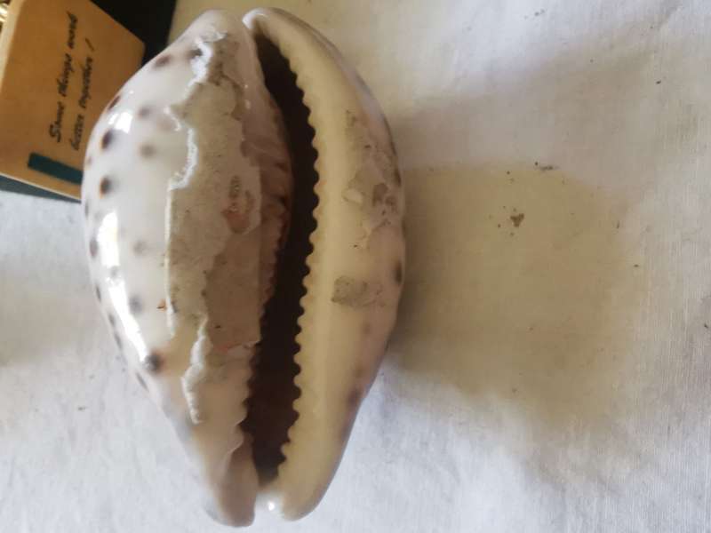 VINTAGE TIGER COWREY SHELL