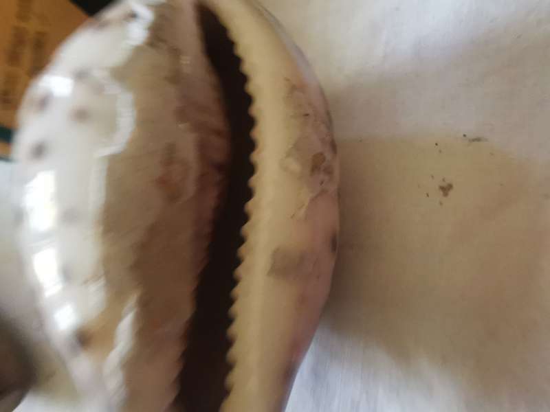 VINTAGE TIGER COWREY SHELL