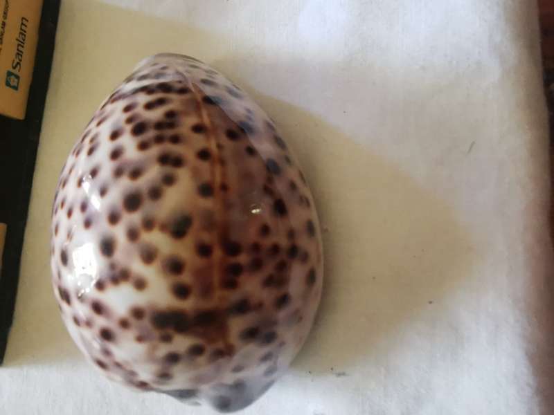 VINTAGE TIGER COWREY SHELL