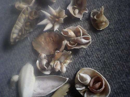 various sea shells