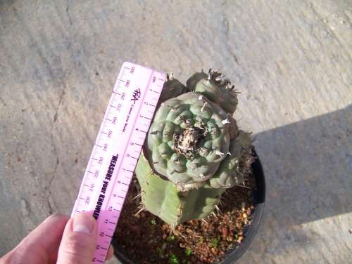 Large Grafted Cactus - Lophophora