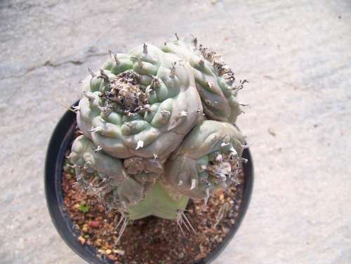 Large Grafted Cactus - Lophophora