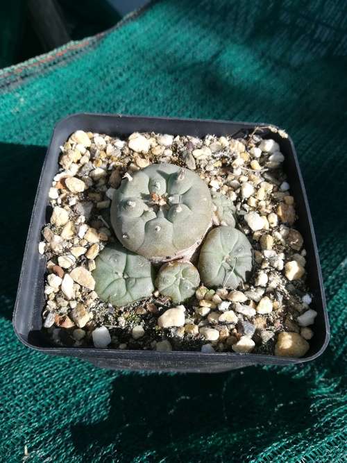 Lophophora Williamsii - 3 - 5cm