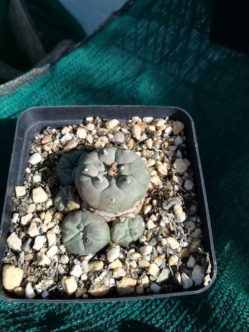 Lophophora Williamsii - 3 - 5cm
