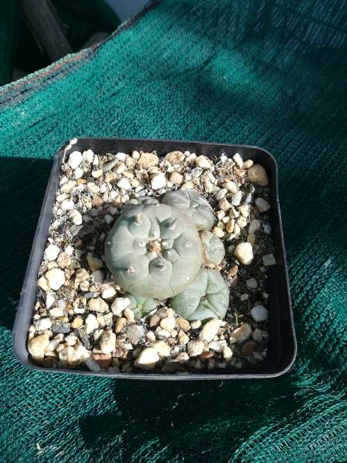 Lophophora Williamsii - 3 - 5cm