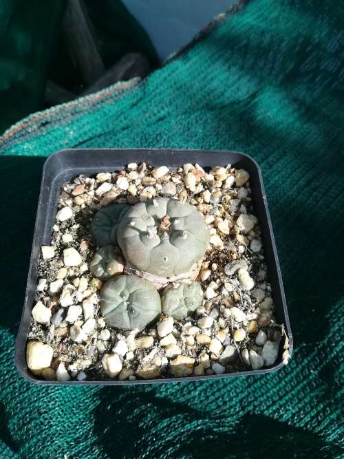 Lophophora Williamsii - 3 - 5cm