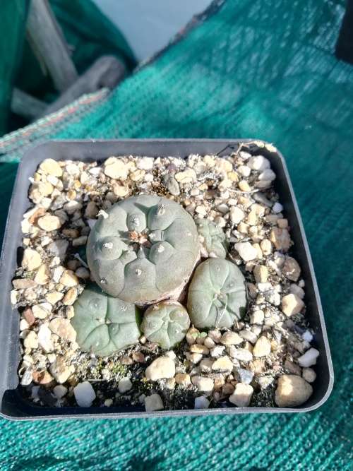 Lophophora Williamsii - 3 - 5cm
