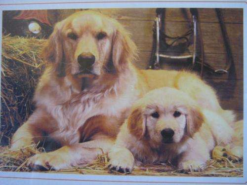 Puzzle : Jigsaw puzzle (520mm x 380mm) 500 pieces