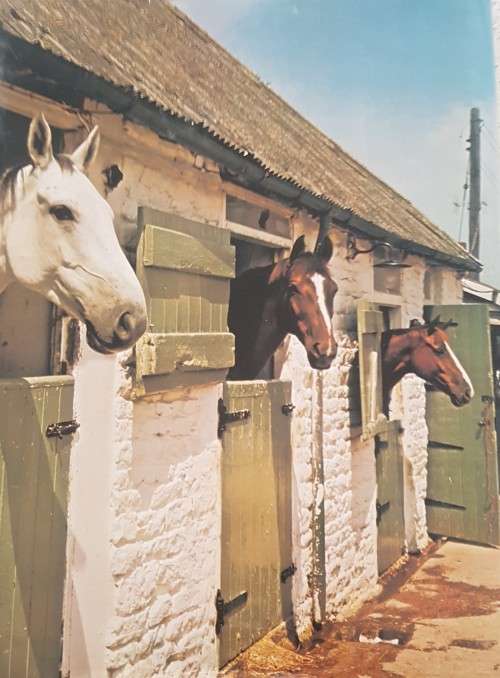 The Wonderful World of Horses
