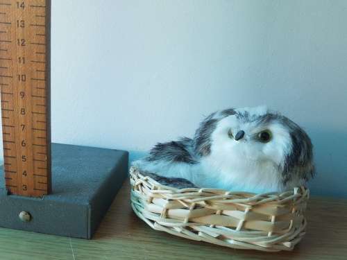 Kitten in Basket