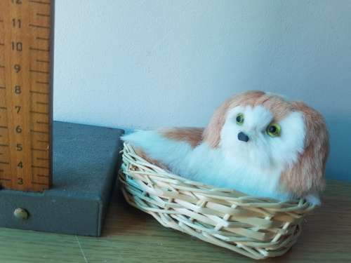 Kitten in Basket