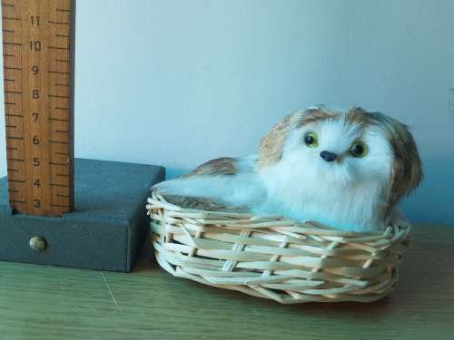 Kitten in Basket