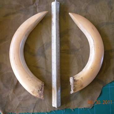 Two Antique Huge warthog tusks or hippo tusk. From old hotel snooker room, Cape.