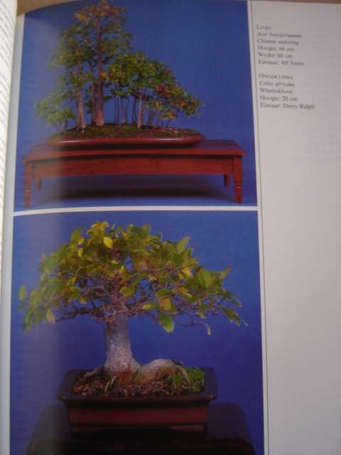 Bemeester Bonsai Pieter Loubser
