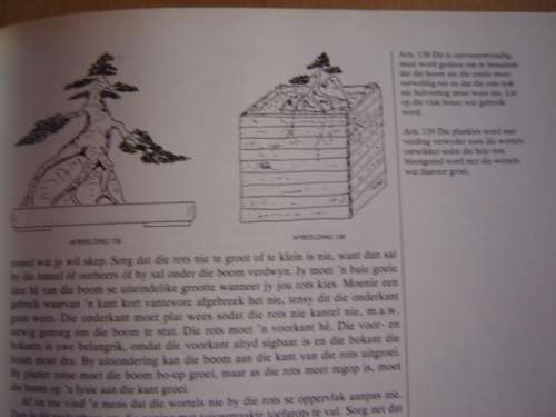 Bemeester Bonsai Pieter Loubser