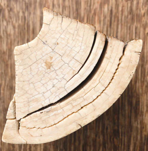 PETRIFIED WOOD OR PART OF MAMMOTH TUSK?