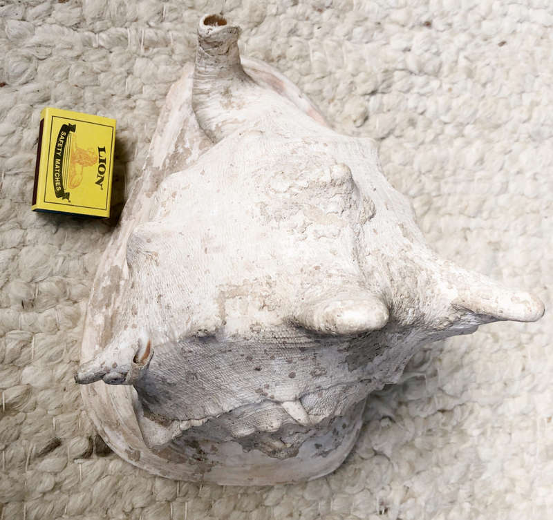 CONCH SEA SHELL LARGE HEAVY