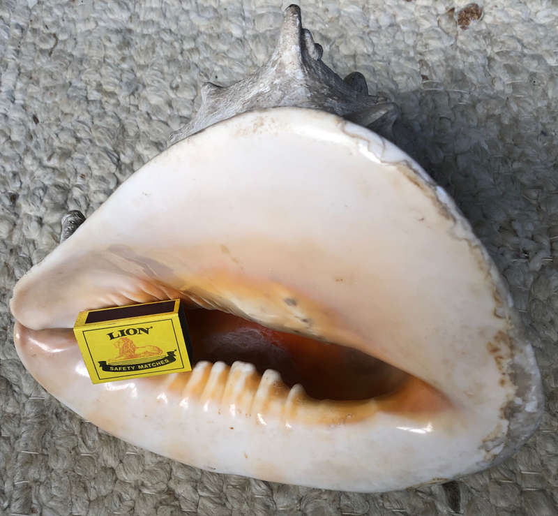CONCH SEA SHELL LARGE HEAVY