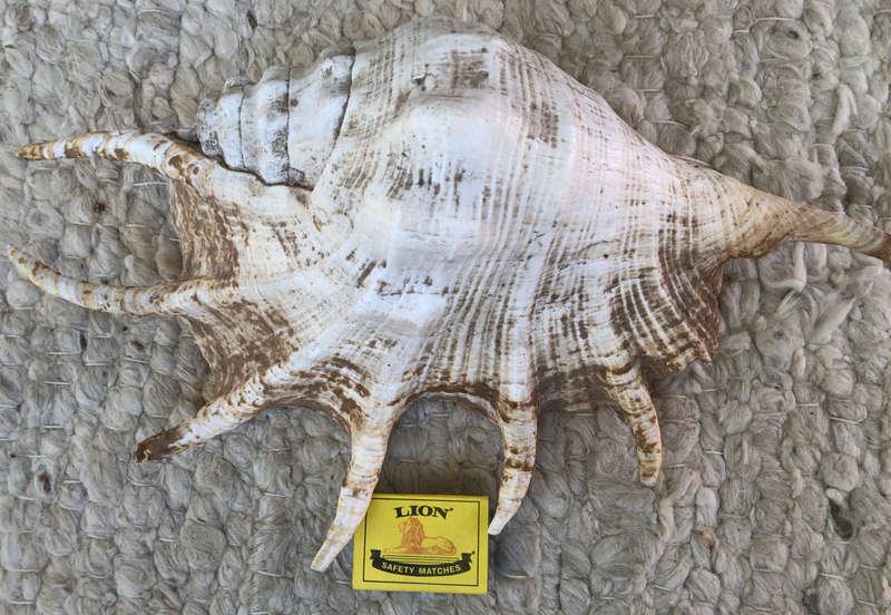 SEA SHELL SPIDER LARGE