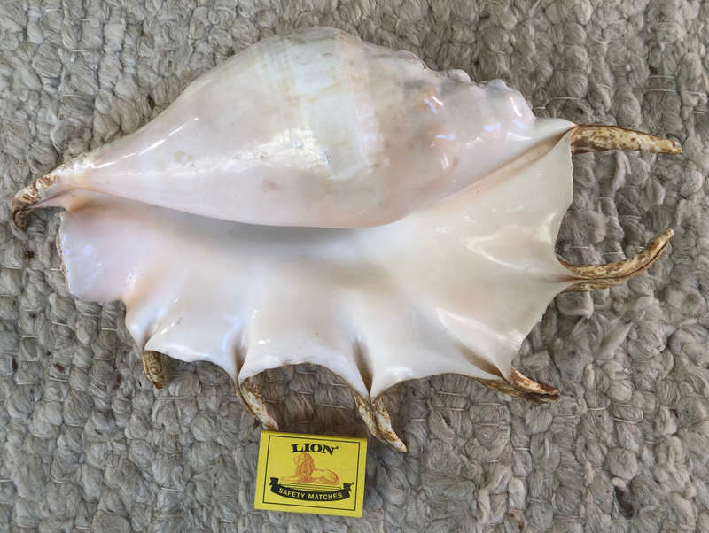 SEA SHELL SPIDER LARGE