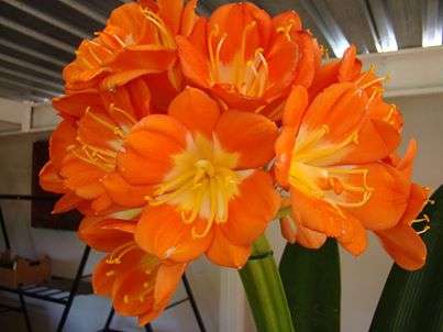 Clivia Miniatas full grown