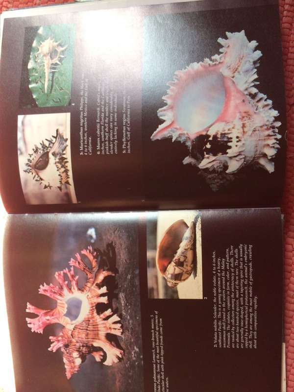 Shells Treasures from the Sea - James A Cox / HARDCOVER