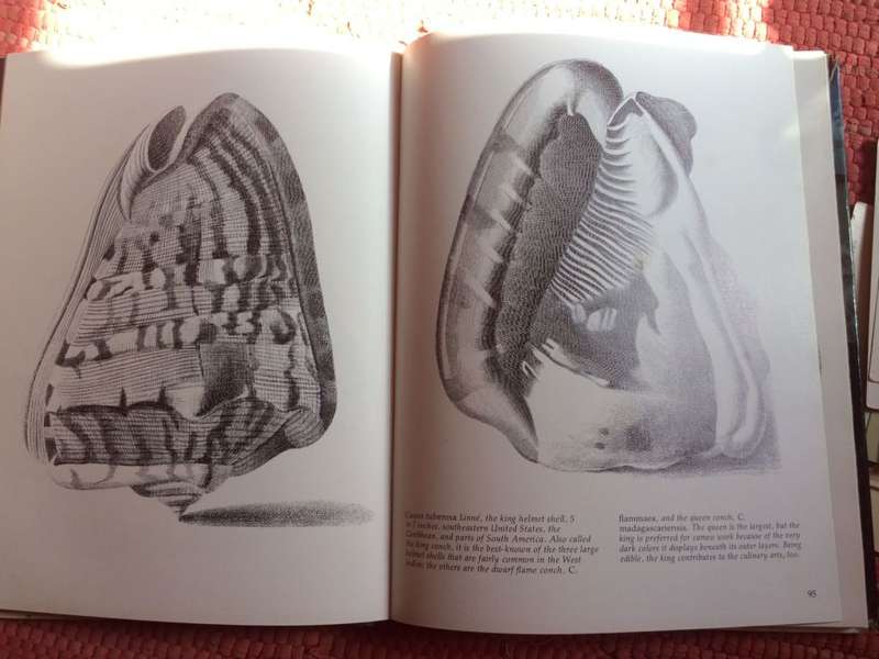 Shells Treasures from the Sea - James A Cox / HARDCOVER